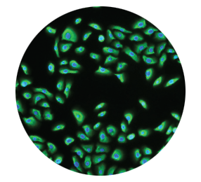 recell-circle1 recell-circle1